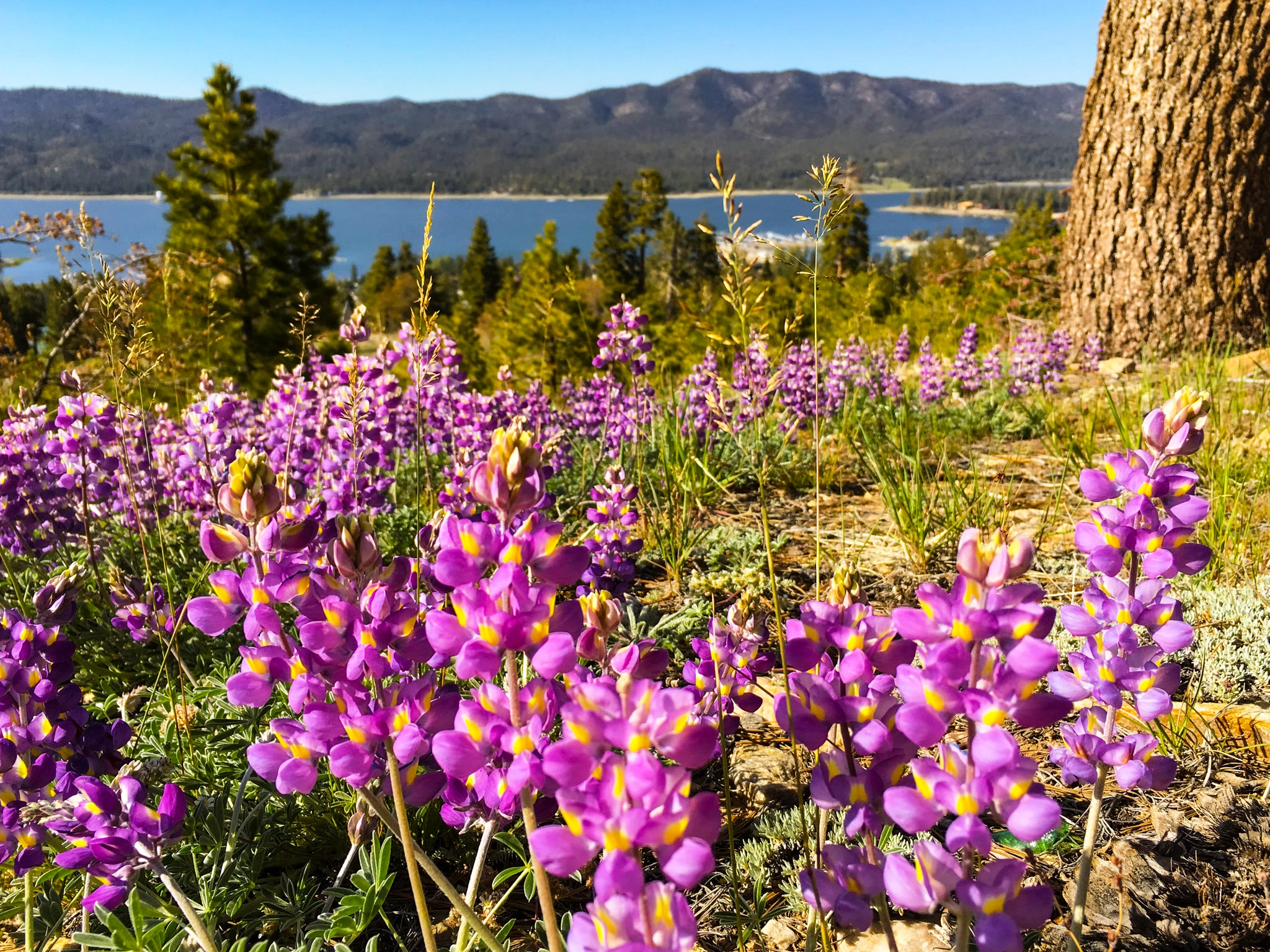 Big Bear wildflowers in full bloom during spring near Colorado Lodge boutique lodge in Big Bear Lake