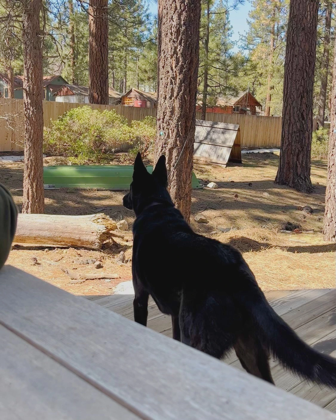 Pet-friendly cabin at Colorado Lodge boutique lodge in Big Bear Lake with private fenced yard
