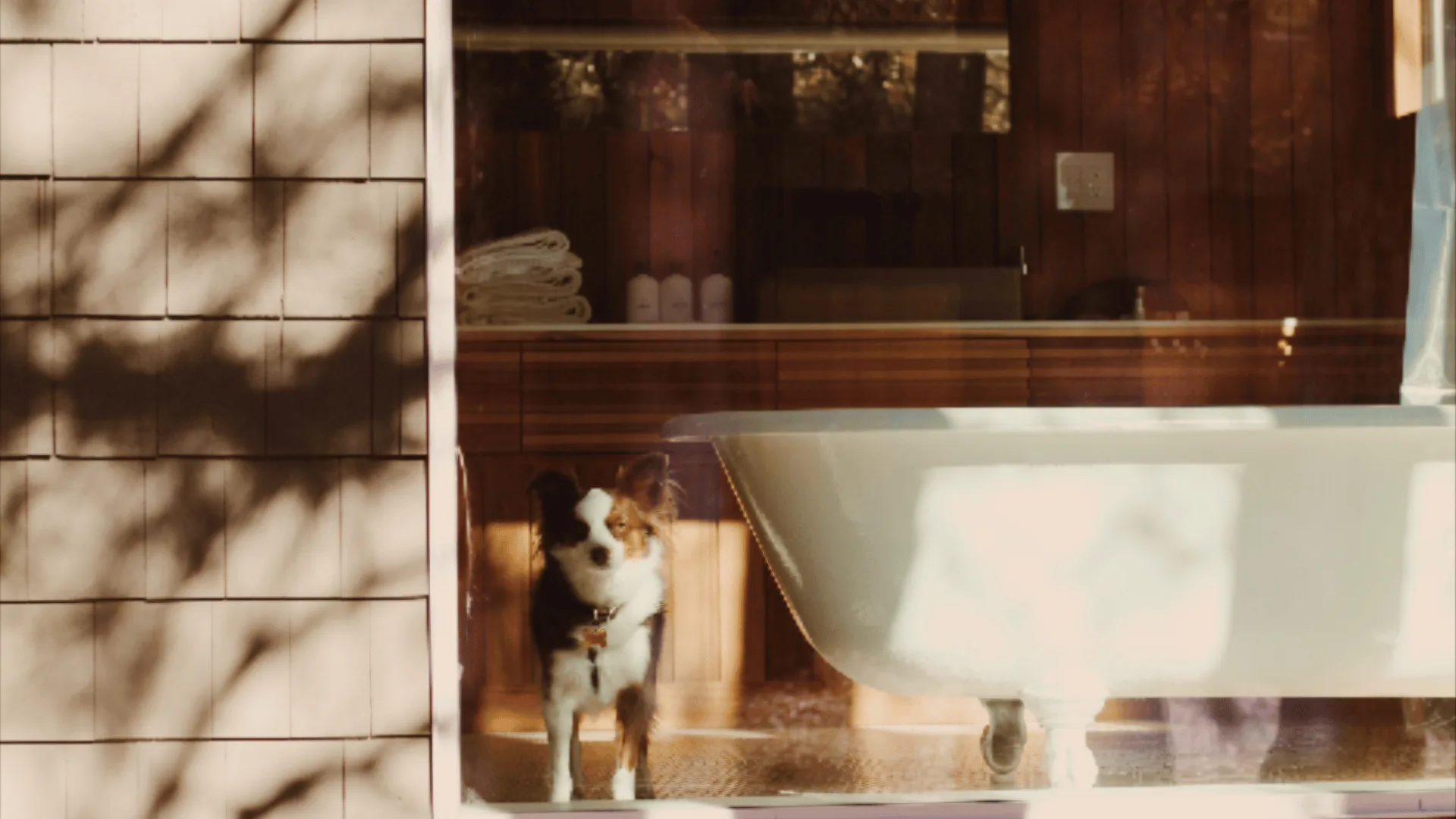 A dog inside a pet-friendly Colorado Lodge cabin in Big Bear, the host of the ultimate summer giveaway
